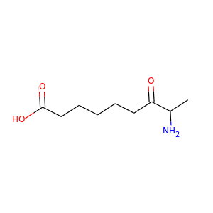 7-keto-8-aminopelargonic acid